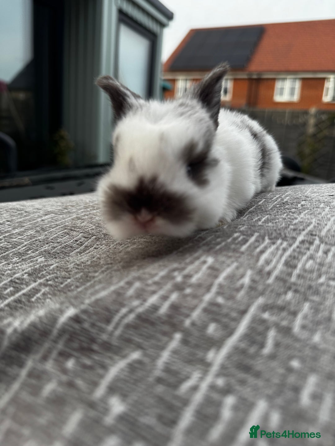 Mini Lop rabbits for sale: Mini Lop Babies ready to reserve - Image 21