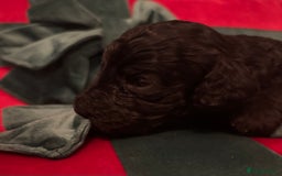 Cockapoo dogs for sale: ⭐️OUTSTANDING, HIGH QUALITY Cockapoo F1B Puppies⭐️ - Advert 10