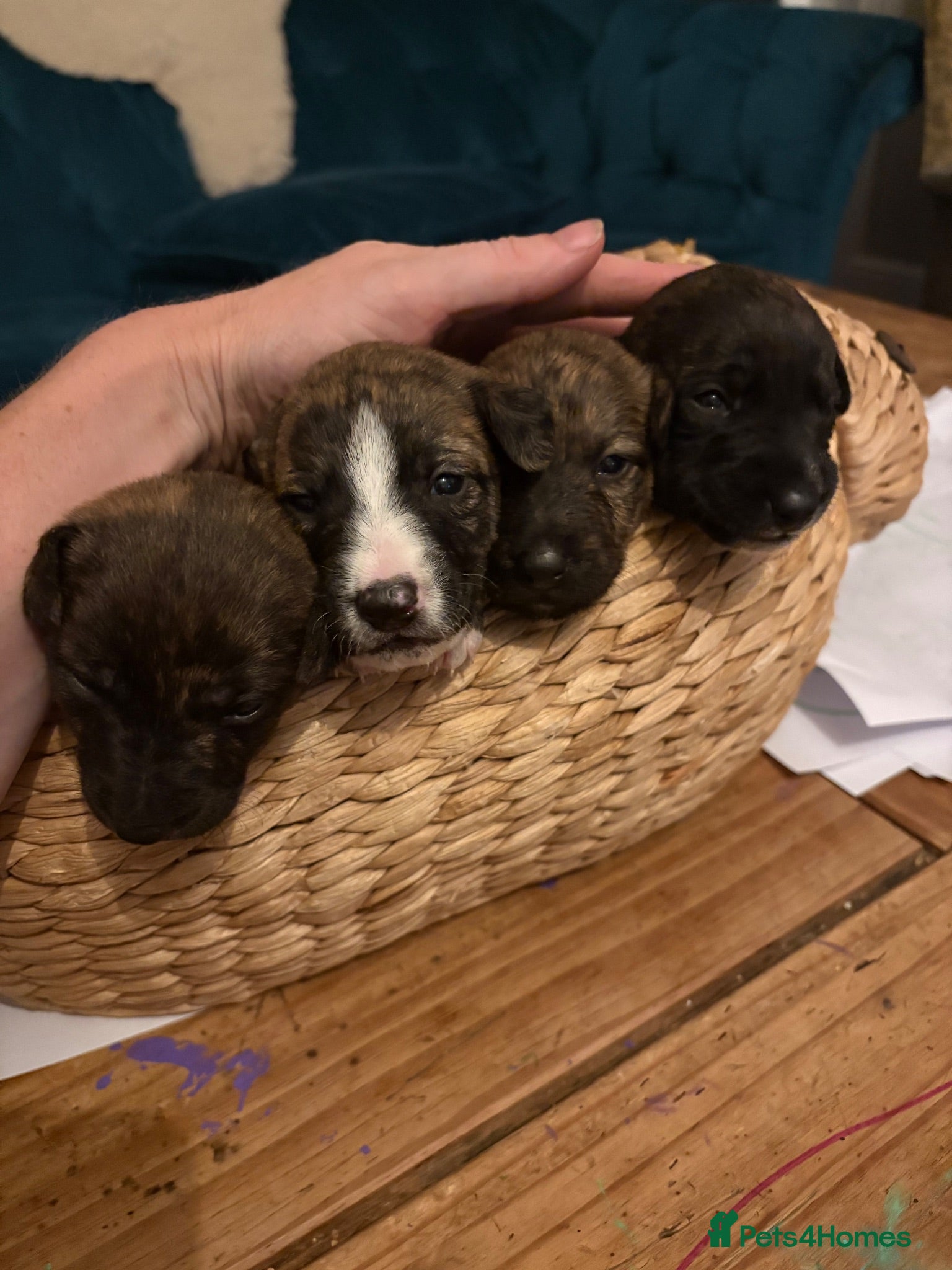 Mixed Breed dogs Beautiful whippet x puppies!! (Lurchers) - Advert 2