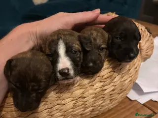 Mixed Breed dogs Beautiful whippet x puppies!! (Lurchers) - Advert 2