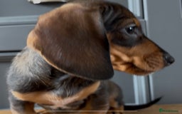 Dachshund dogs for sale: Ready Now, Male Black and Tan Dachshund  - Image 17