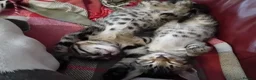 Bengal cats for sale: 4x Girls & 4x Boys – Stunning Bengal cross Kittens - Advert 4