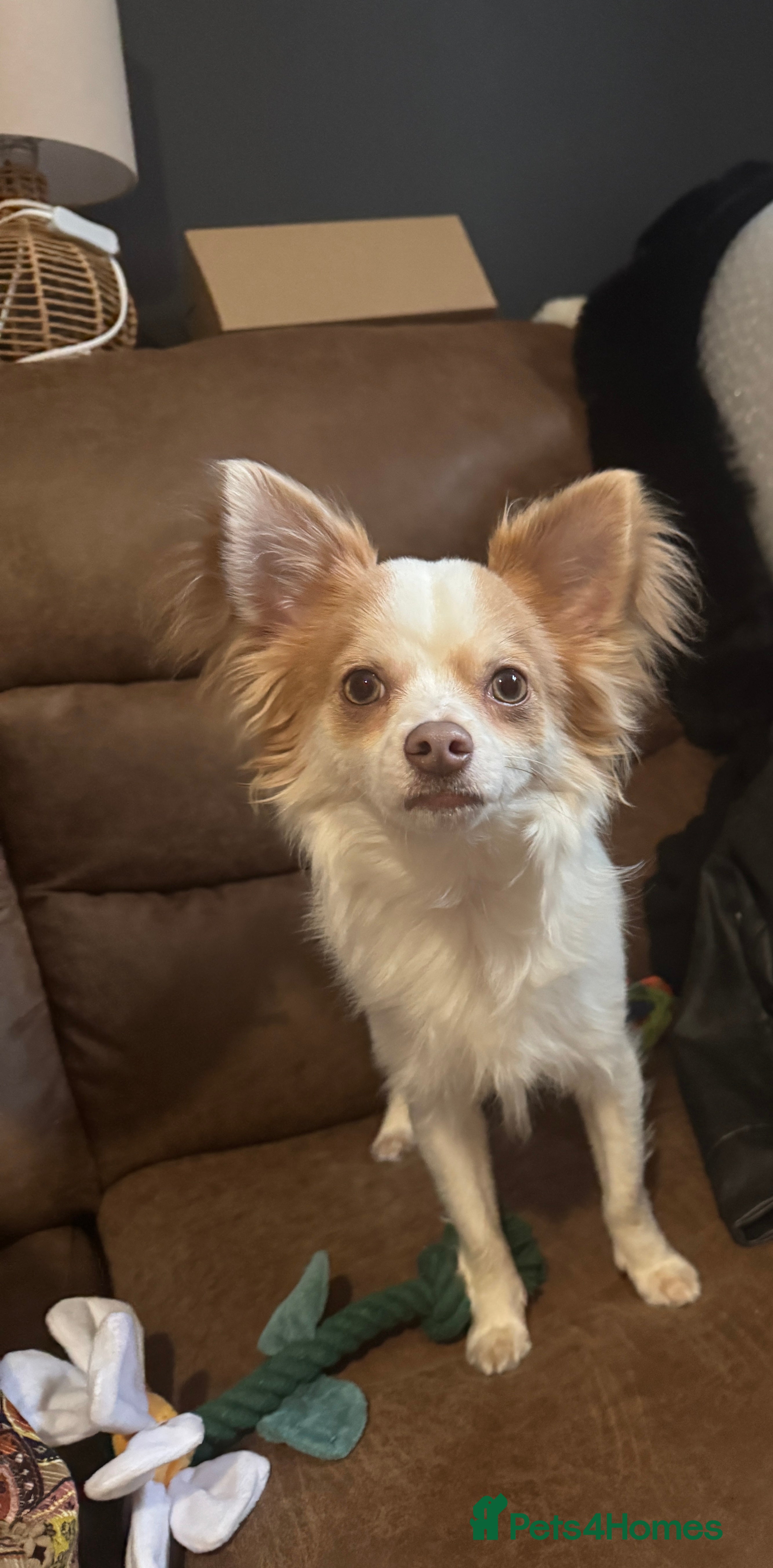 Chihuahua dogs Beautiful male chihuahua 9months.  - Advert 1