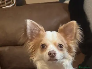 Chihuahua dogs Beautiful male chihuahua 9months. - Advert 1