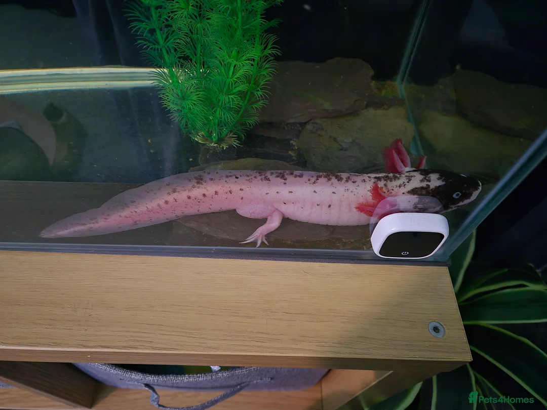 Axolotl reptiles for sale: Piebald Leucistic Axolotl  - Advert 3