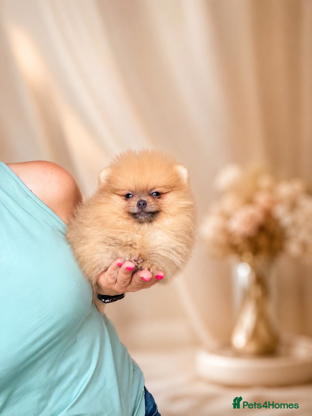 Pomeranian dogs 🔥Outstanding 450gr at 8 weeks🐻🏆 - Advert 1