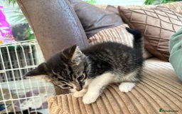 Mixed Breed cats for sale: Beautiful kitten needing forever home  - Image 3
