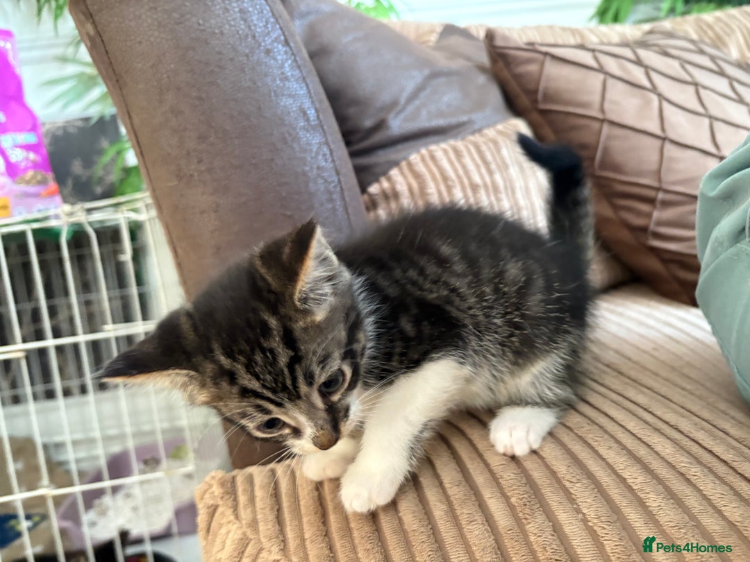 Mixed Breed cats for sale: Beautiful kitten needing forever home  - Image 3