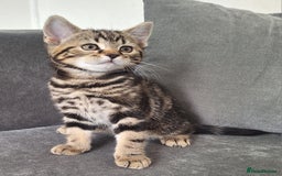 British Shorthair cats for sale: British Shorthair kitten  - Image 3