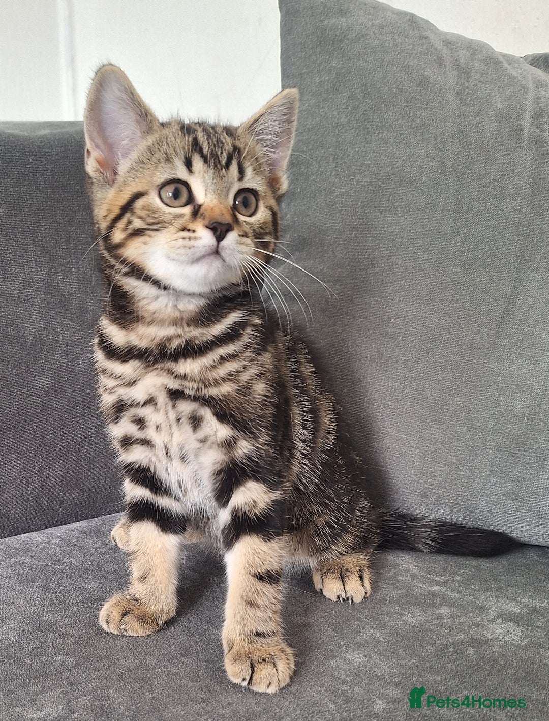 British Shorthair cats for sale: British Shorthair kitten  - Image 3