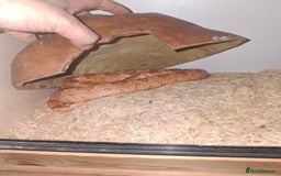 Corn Snake reptiles for sale: Corn snake x2 - Image 1