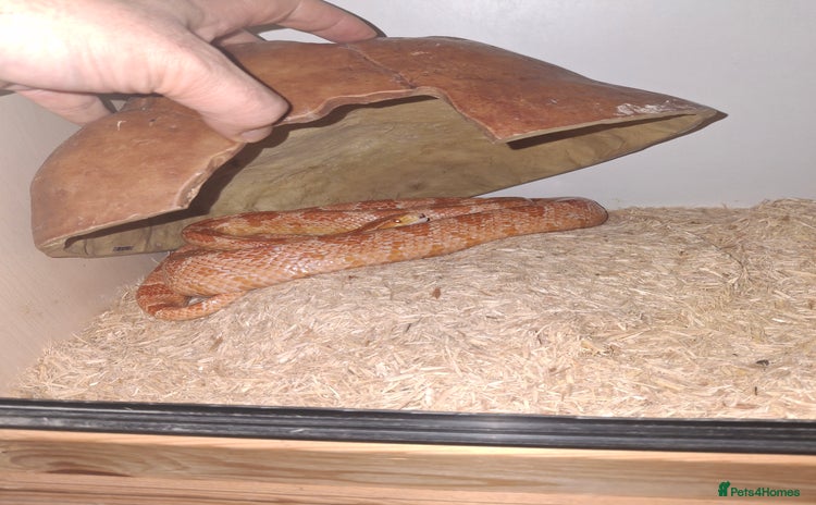 Corn Snake reptiles - Advert 1