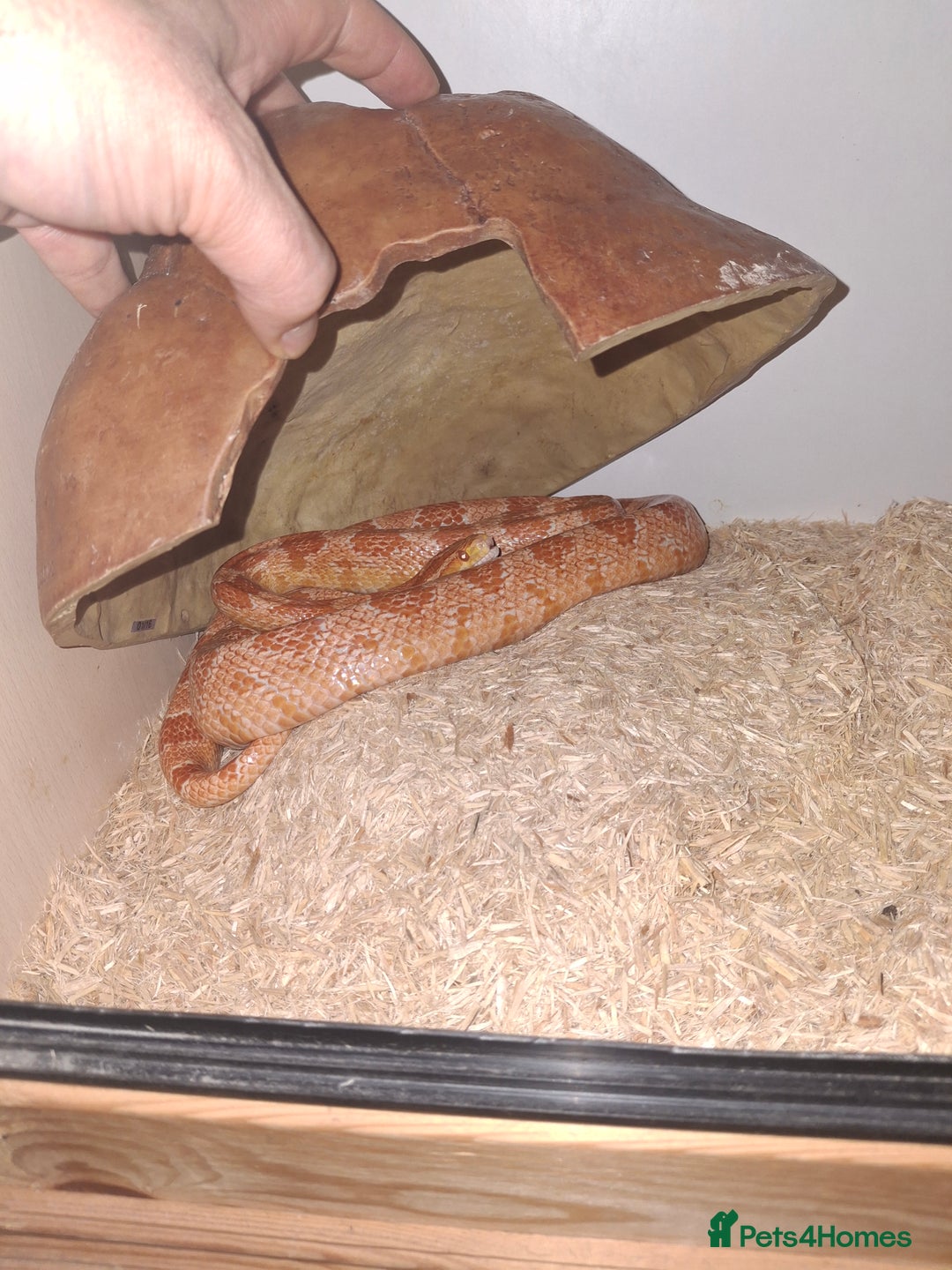 Corn Snake reptiles for sale: Corn snake x2 - Image 1