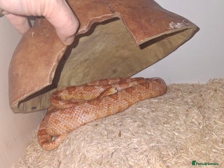 Corn Snake reptiles - Advert 10