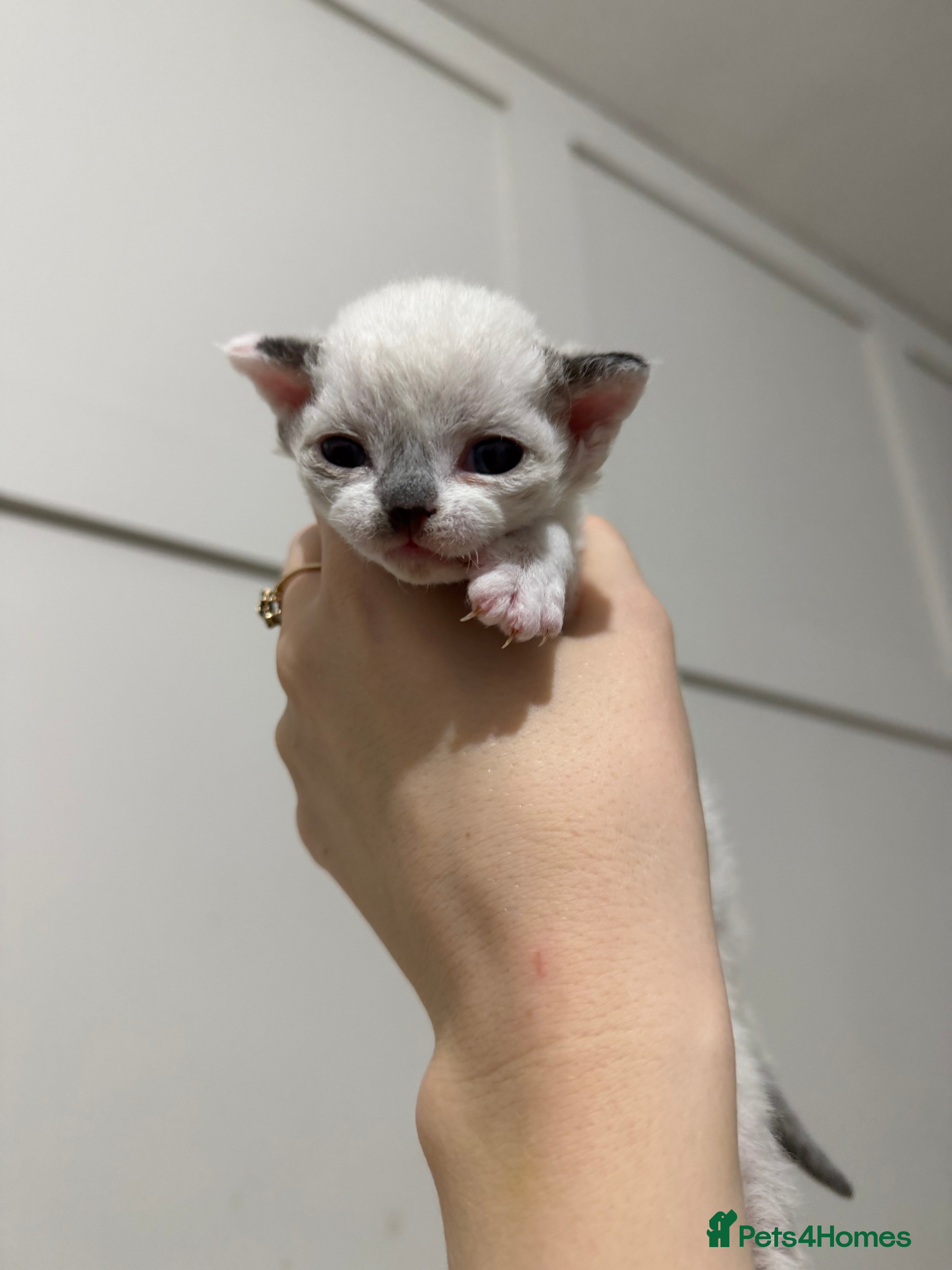 Devon Rex cats TICA Active kittens  - Advert 1