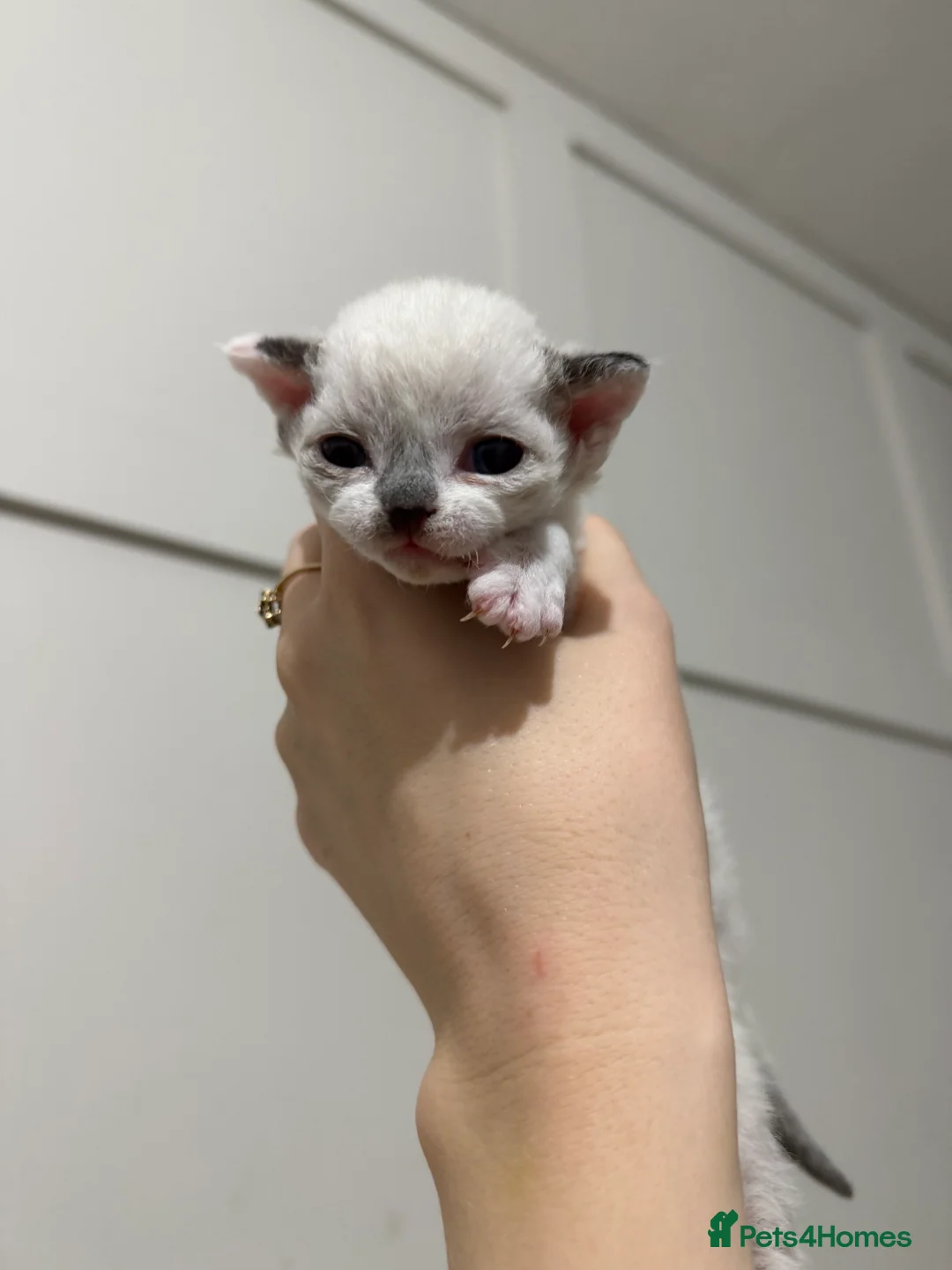 Devon Rex cats for sale: TICA Active kittens lower price for pet homes - Advert 1