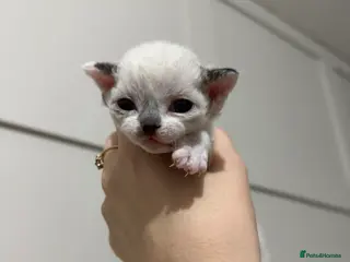 Devon Rex cats TICA Active kittens - Advert 1