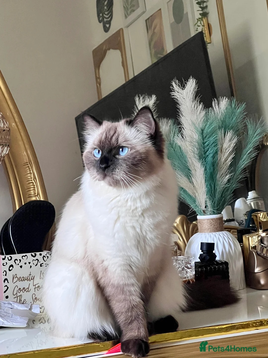 Ragdoll cats for sale: Premium Ragdoll tiya - Advert 3
