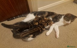 Domestic Shorthair cats for sale: Looking for a home - Image 5