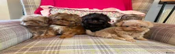 Shih Tzu dogs for stud: 🐶💎 Bumble – Imperial Shih Tzu Stud, kc reg 💎🐶 - Advert 5