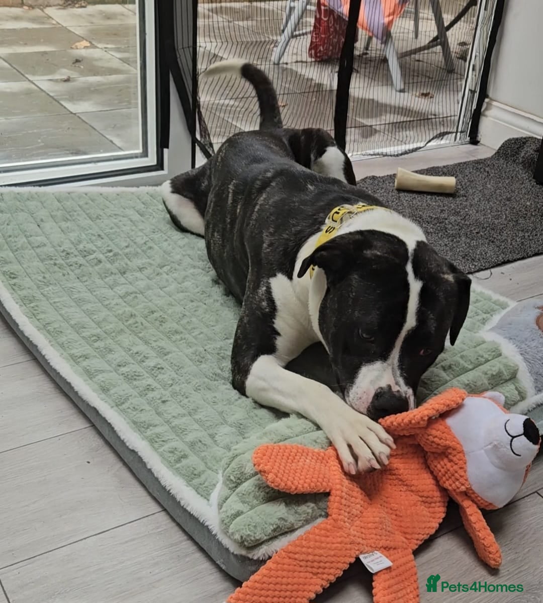 Boxer dogs Quiet experienced home needed for boxer cross - Advert 2