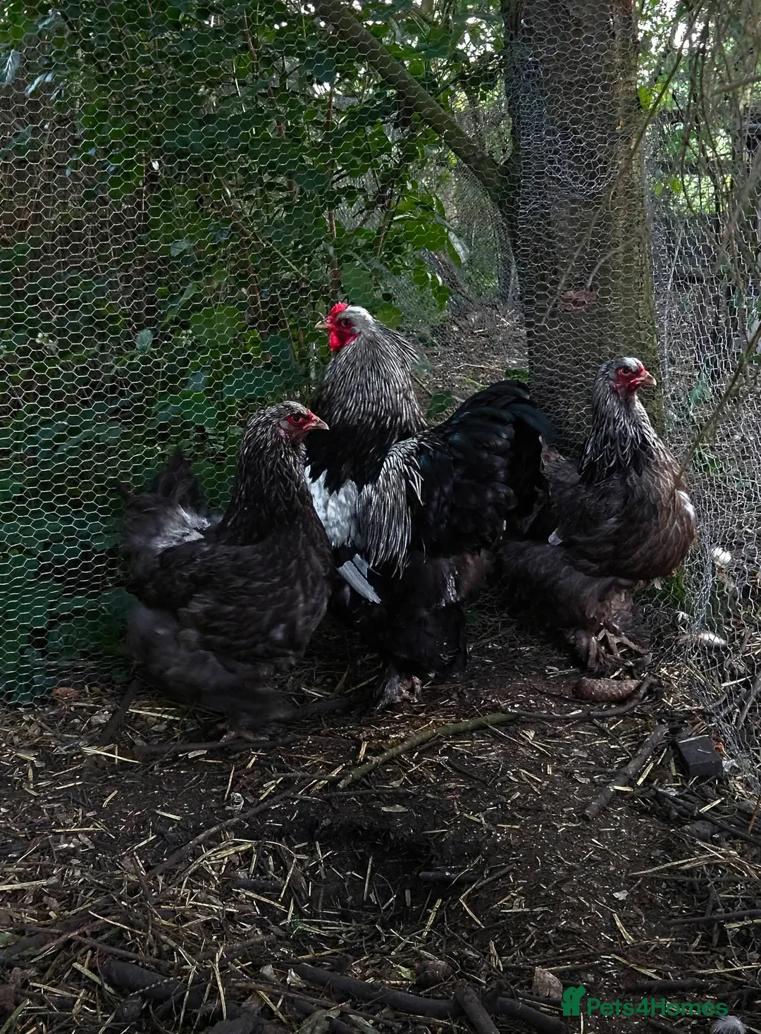 Chickens poultry for sale: Chickens and chicks - Advert 2