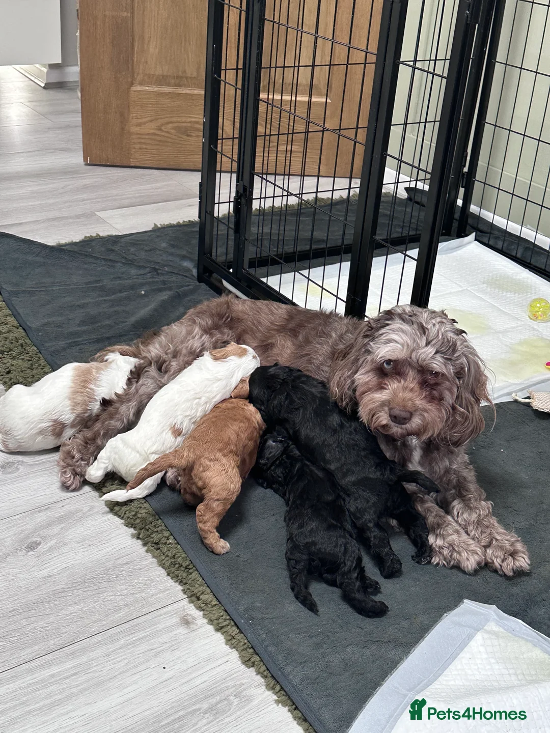 Cockapoo dogs for sale: Beautiful F2 Cockapoo Puppies - Advert 9