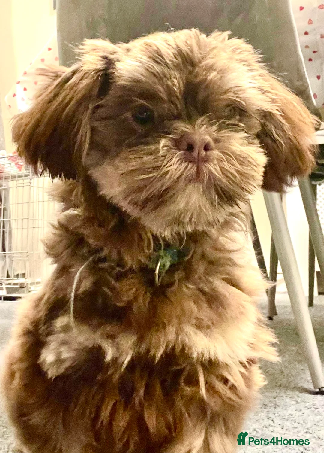 Shih Tzu dogs for sale: Male shih tzu dog  - Advert 1