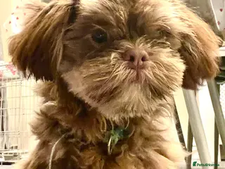 Shih Tzu dogs Male shih tzu dog - Advert 15