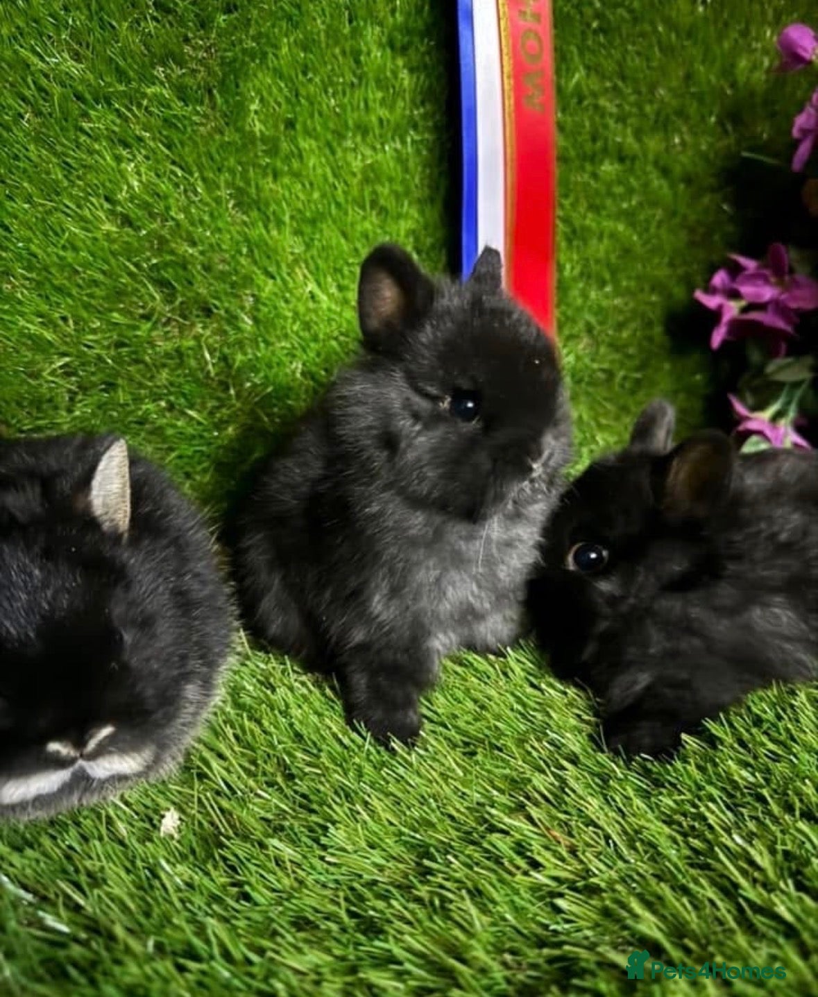 Netherland Dwarf rabbits PedigreeNetherland dwarfs and Mini Lops available - Advert 1