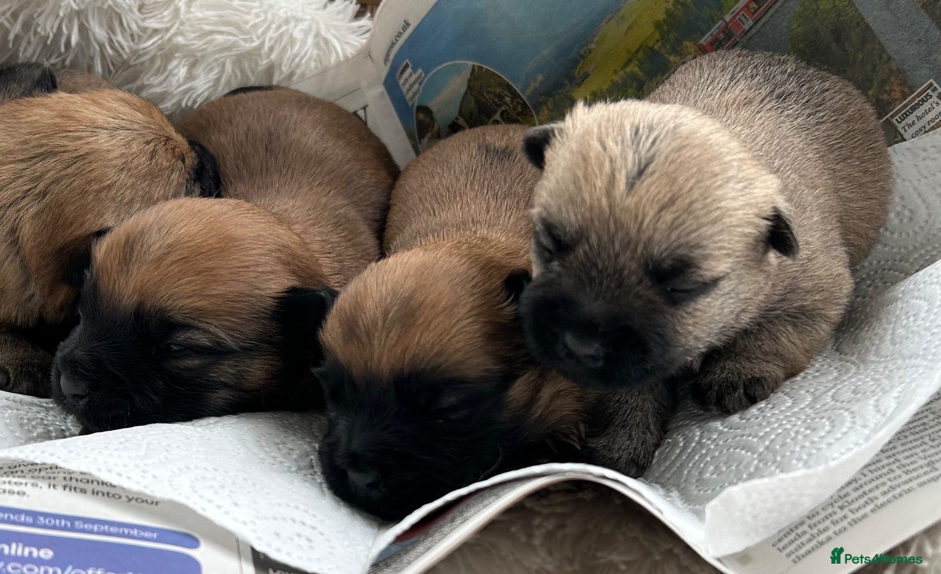 Cairn Terrier dogs Gorgeous Cairn Terrier Puppys - Advert 1