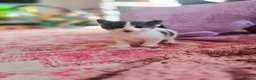 Mixed Breed cats for sale: 3 x female kittens in Hull - Advert 15