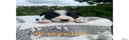 Border Collie dogs for sale: ☀️Stunning Border Collie Puppies☀️ - Advert 7