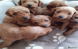 Cockapoo dogs for sale: Ready Now F1b Fox Red Curly Cuties - Image 10