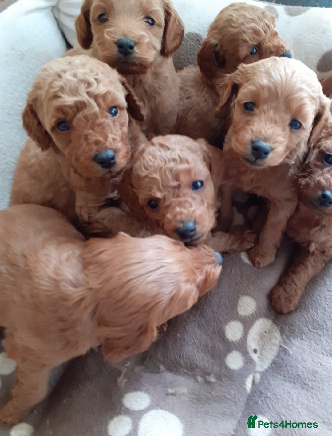 Cockapoo dogs for sale: Ready Now F1b Fox Red Curly Cuties - Image 10