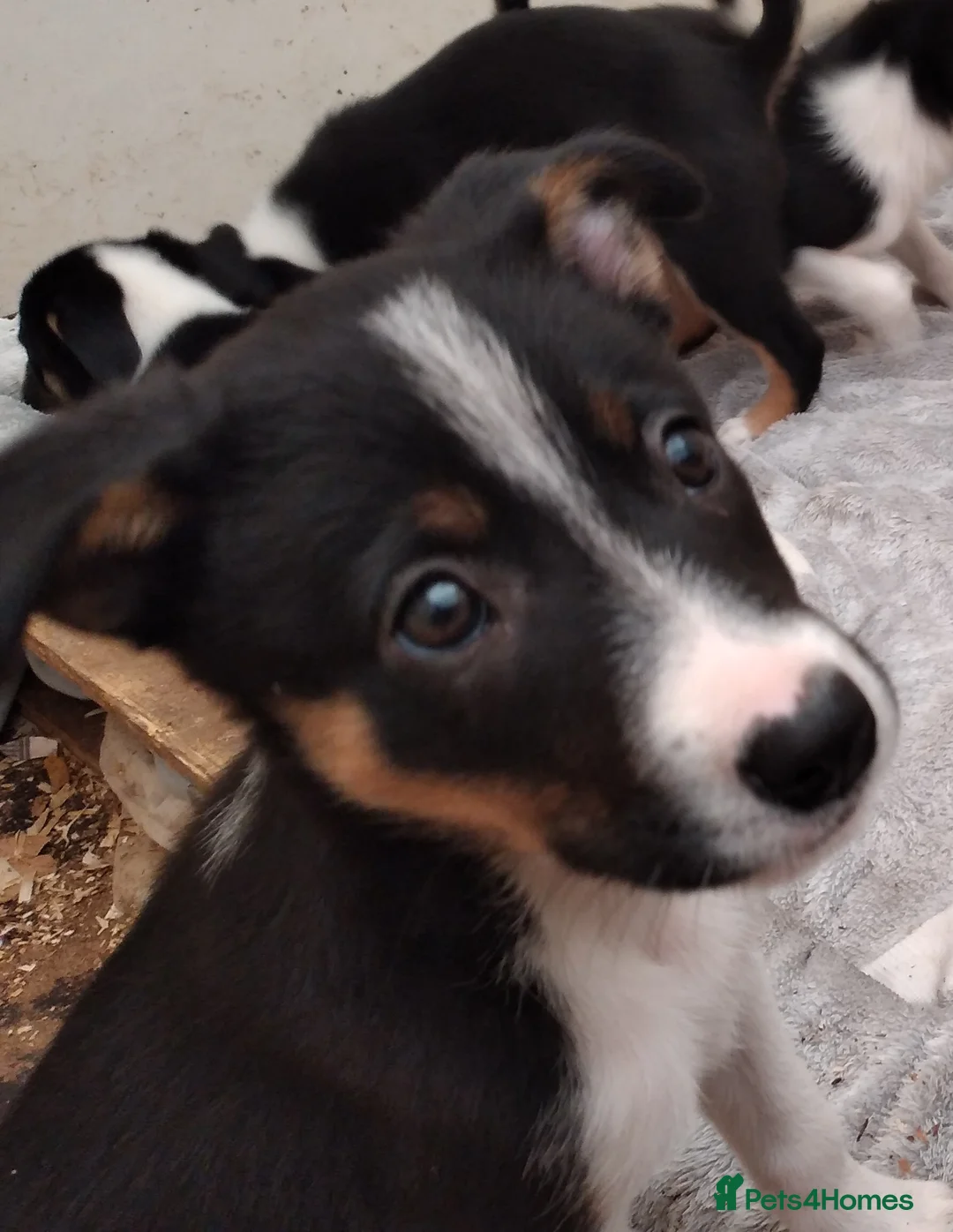 Border Collie dogs for sale: Ready*Bundles of Joy*Ready - Advert 7