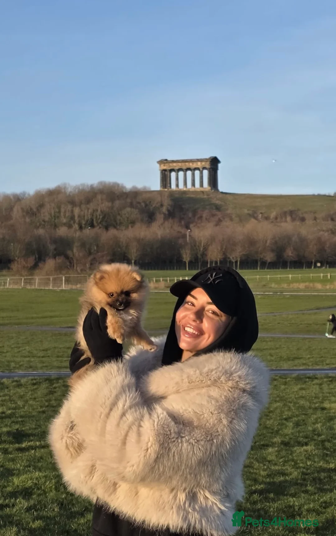 Pomeranian dogs for sale: Pomeranian puppies for sale - Advert 3