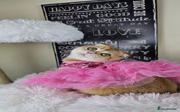 British Shorthair cats for sale: TICA REGISTERED Golden Chinchilla Girl - Image 18