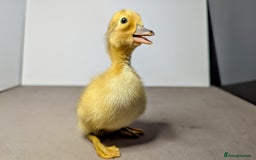 Ducks poultry for sale: 14 Welsh Harlequin Ducklings - Image 9