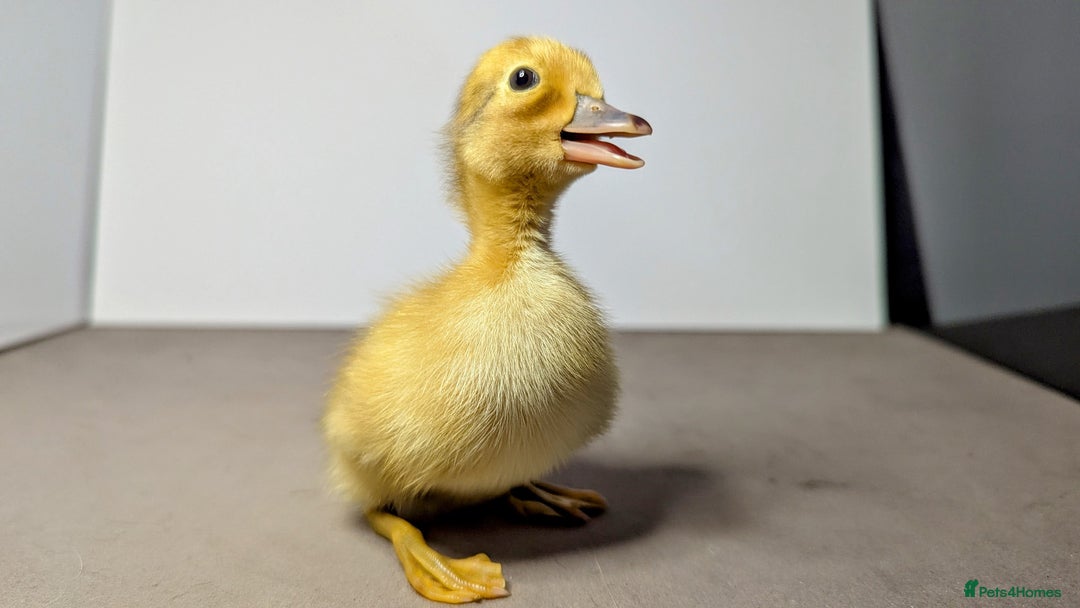 Ducks poultry for sale: 14 Welsh Harlequin Ducklings - Image 9