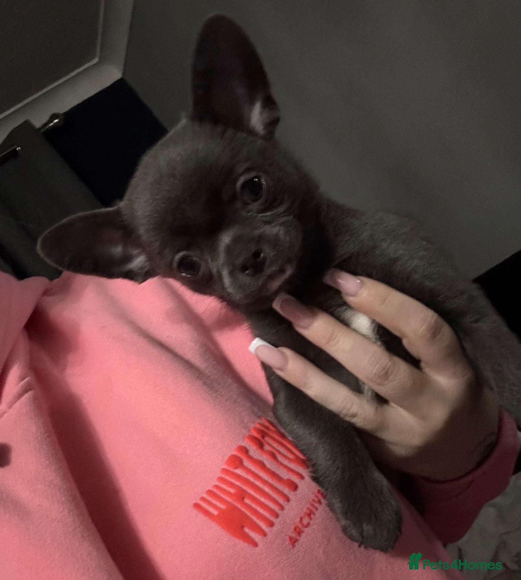 Chihuahua dogs Kc registered smooth coat male chihuahua puppy - Advert 19