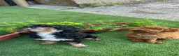 Cockapoo dogs for sale: Stunning F1B toy cockapoos - Advert 11