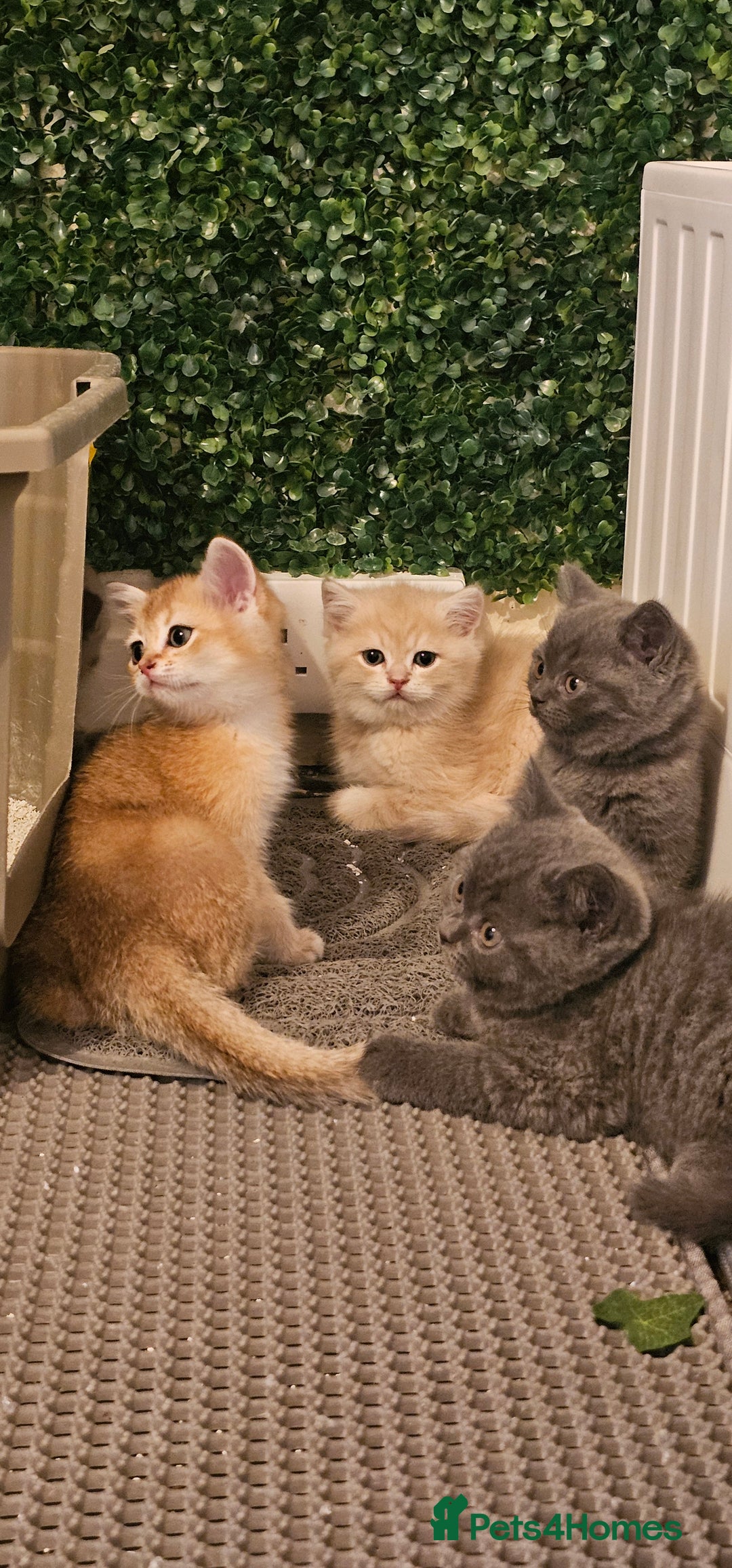British Shorthair cats for sale: BSH BLUE AND BSH GOLD KITTENS Ready now! - Image 24