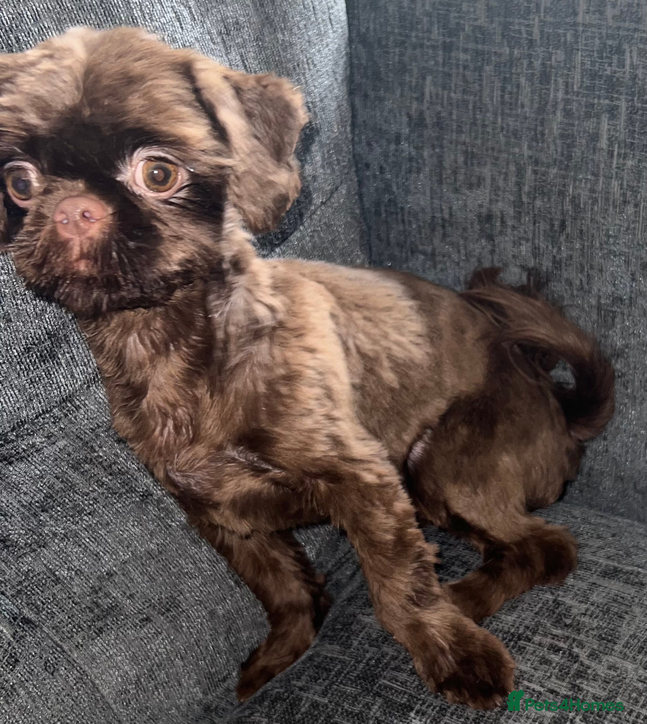 Shih Tzu dogs stunning chocolate stud boy  in Saint Helens - Advert 16