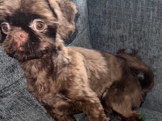 Shih Tzu dogs stunning chocolate stud boy in Saint Helens - Advert 15