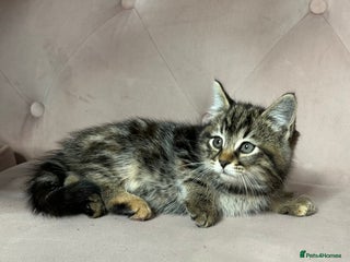 Mixed Breed cats Half Russian Blue Kittens, two left - Advert 6