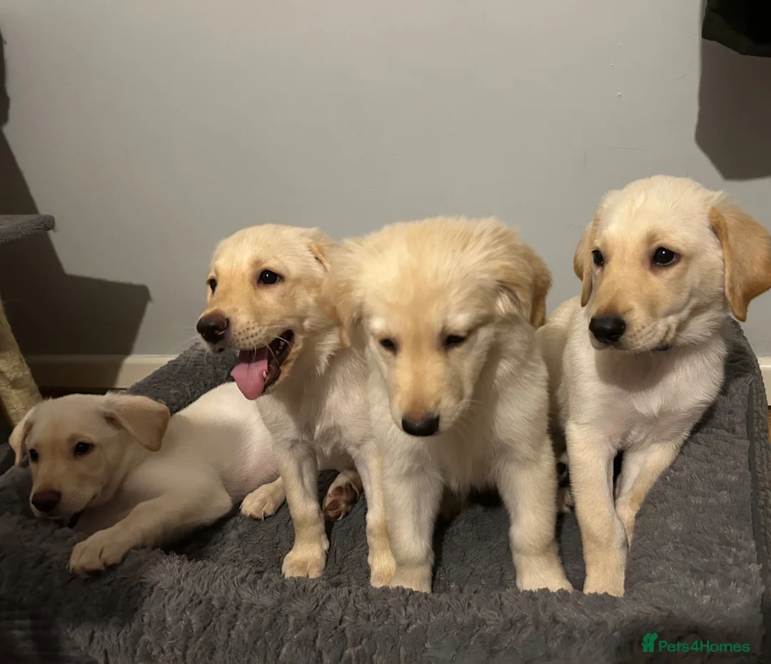 Mixed Breed dogs for sale: puppies - Advert 2