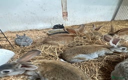 Netherland Dwarf rabbits for sale: Netherlands, Rex’s, californians ready to go - Image 4