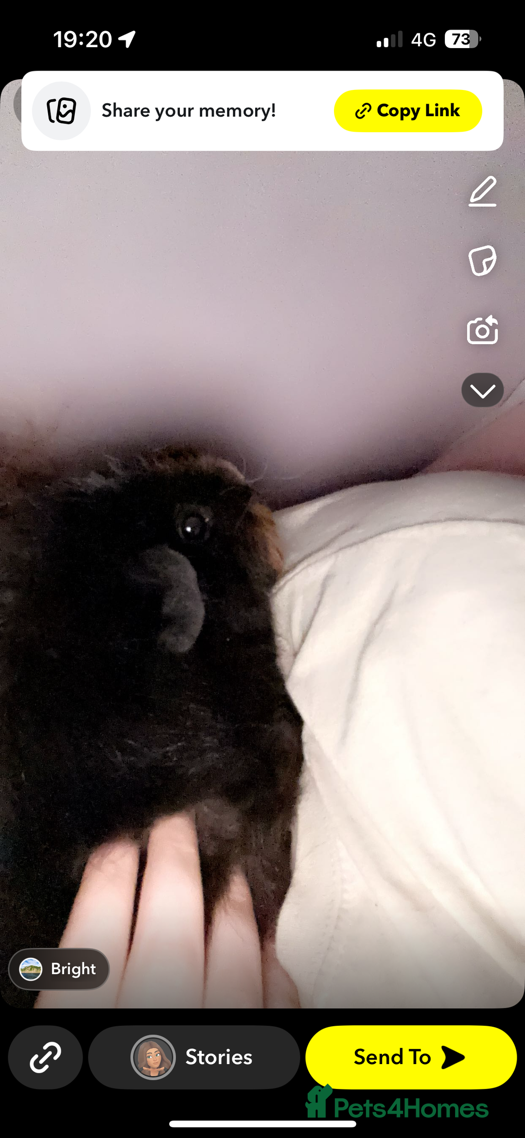 Guinea Pig rodents for sale: 2 gorgeous guinea pigs (re homing) - Image 2
