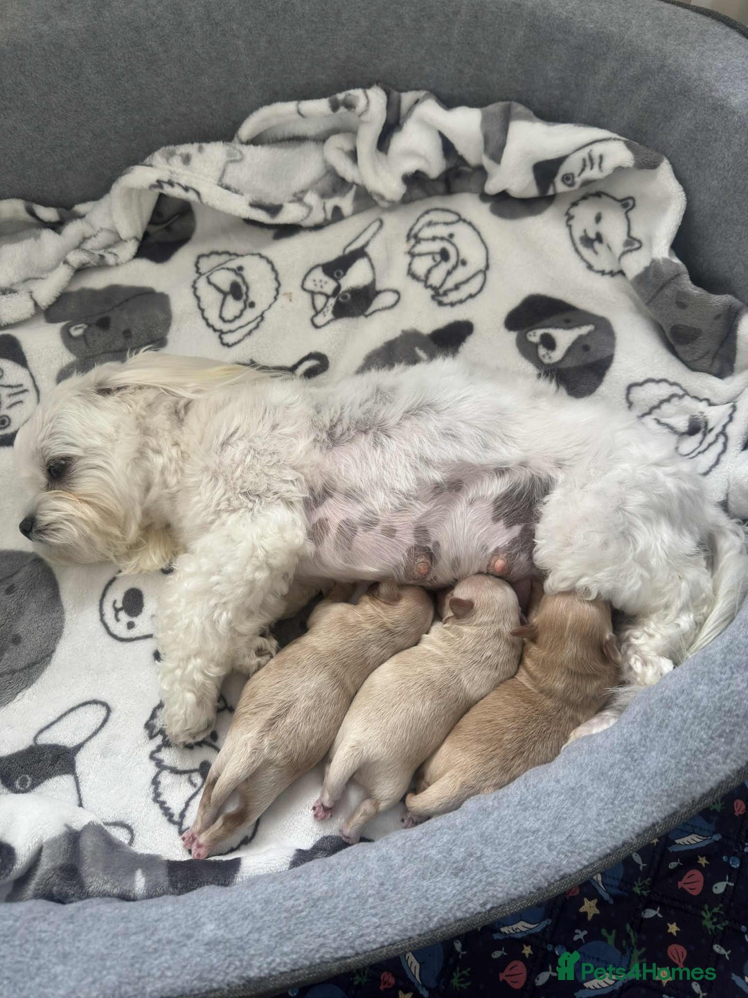 Maltipoo dogs for sale: Tiny F1 Asian Maltipoo puppies. Reserve now! - Image 25